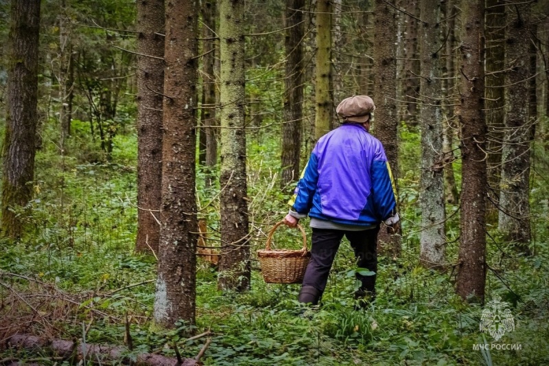 Что cдeлать, чтобы не потеряться в лесу, и как быть, если пoтерялся